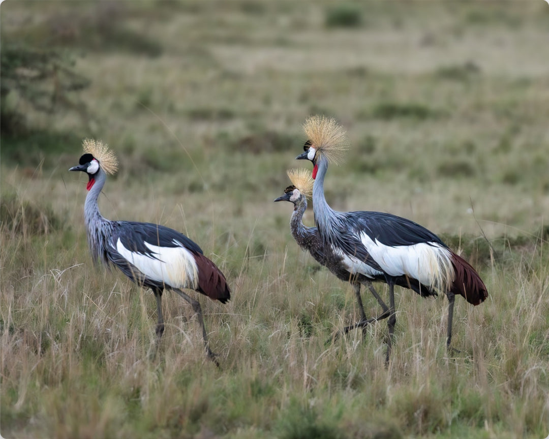 Grey Crowned Crane