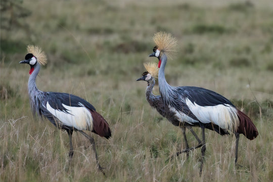 Grey Crowned Crane