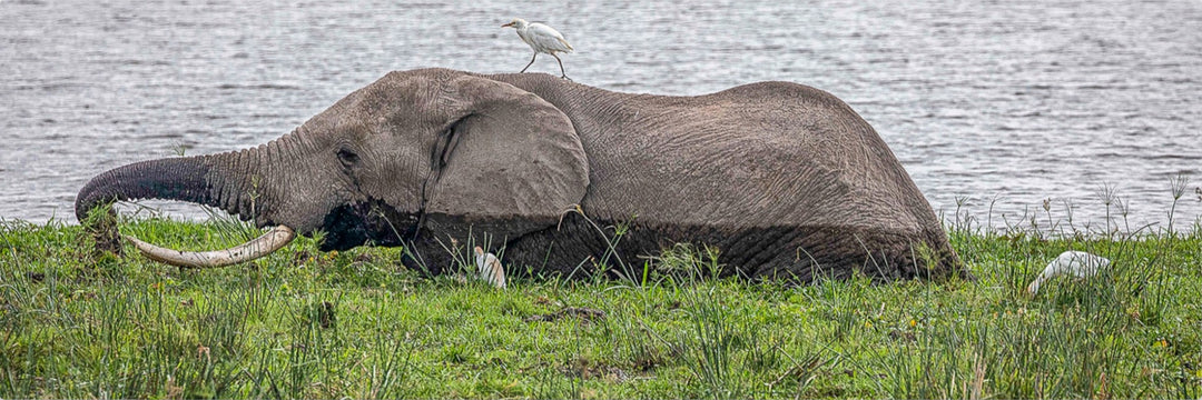 Hitching a Ride