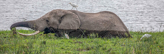 Hitching a Ride