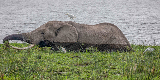 Hitching a Ride