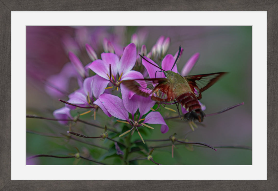 Hummingbird moth