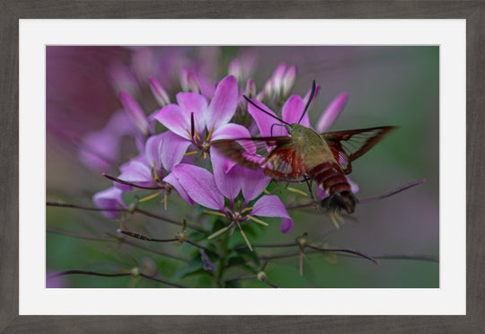 Hummingbird moth