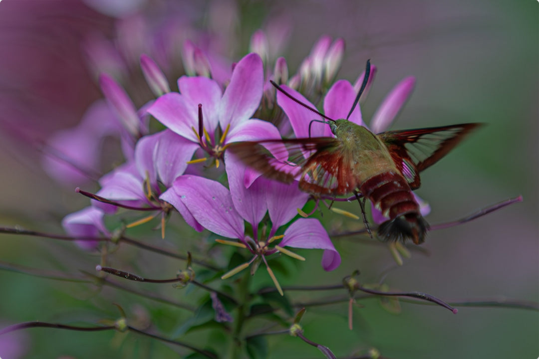 Hummingbird moth