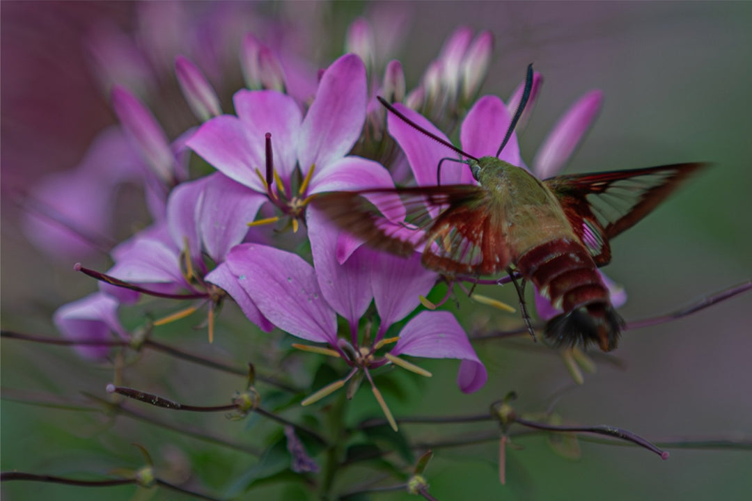 Hummingbird moth