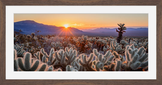 Joshua Tree sunrise