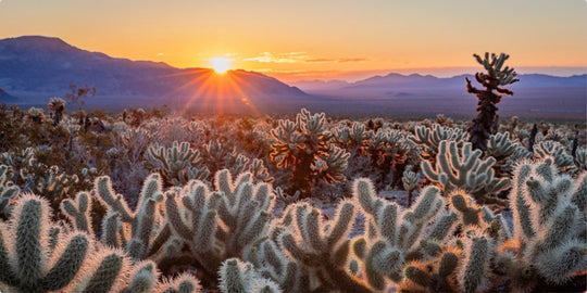 Joshua Tree sunrise