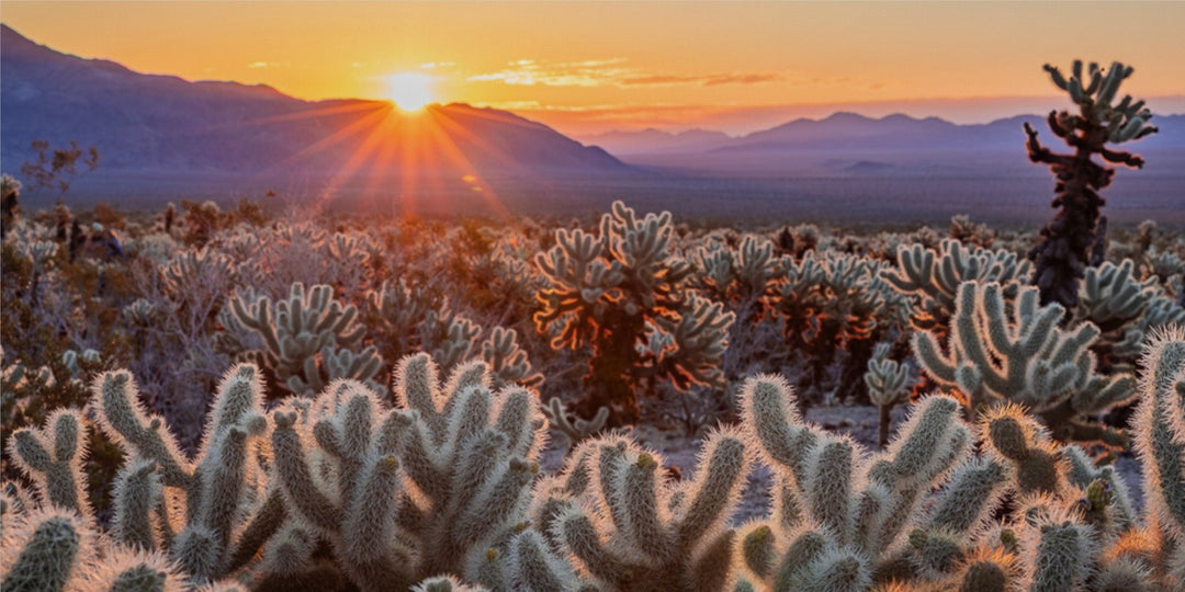 Joshua Tree sunrise