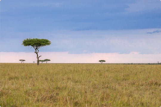 Kenya Savannah