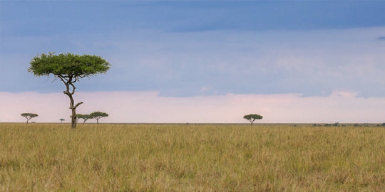 Kenya Savannah