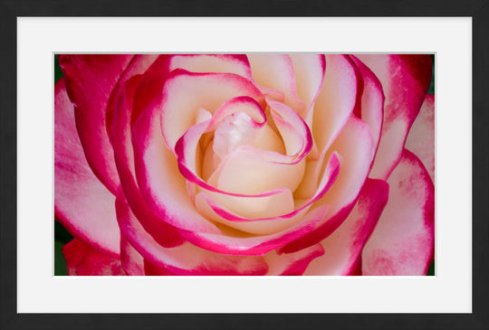 La Vie En Rose