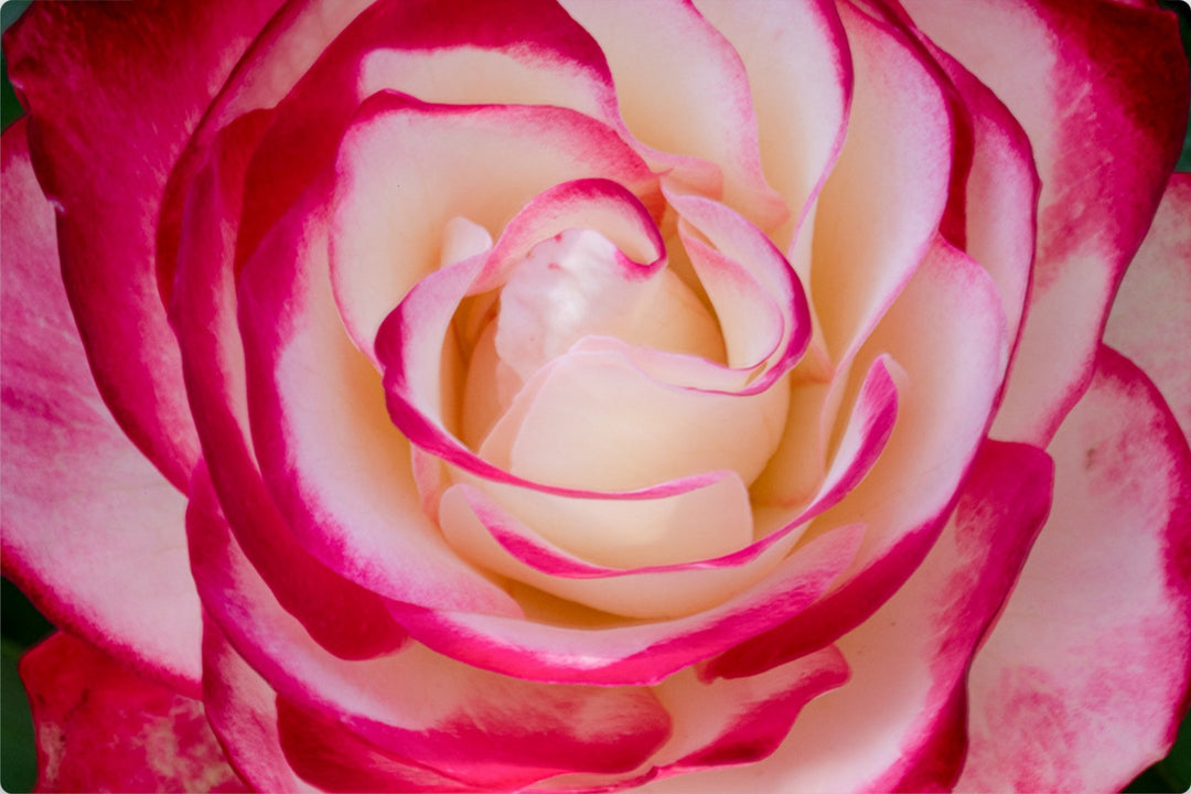 La Vie En Rose