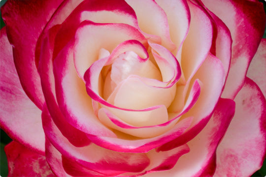 La Vie En Rose