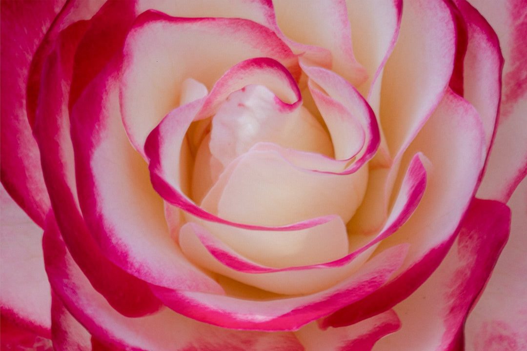 La Vie En Rose