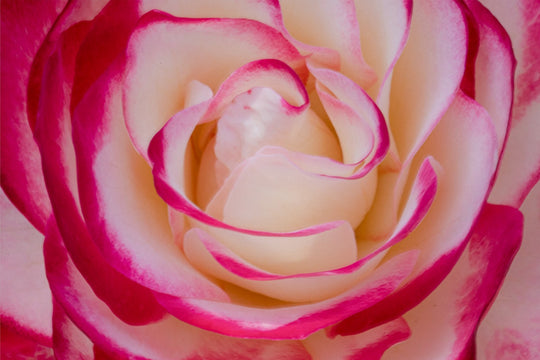 La Vie En Rose