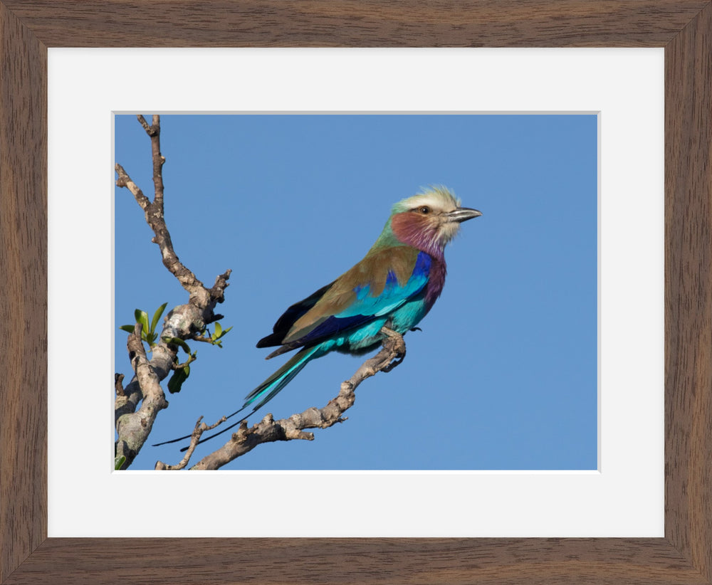 Lilac-breasted Roller