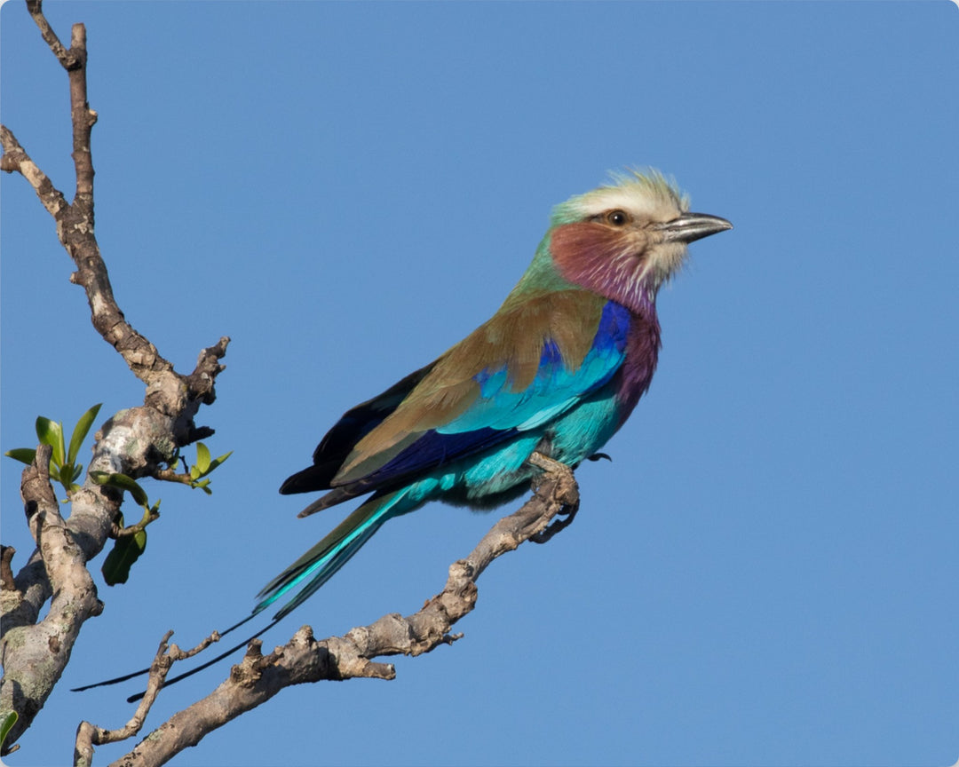 Lilac-breasted Roller