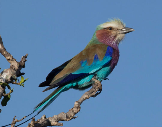 Lilac-breasted Roller
