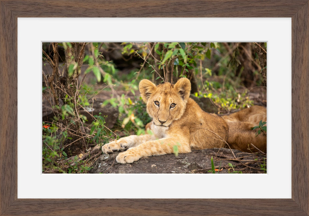 Lion Cub Resting