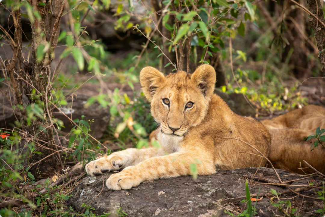 Lion Cub Resting