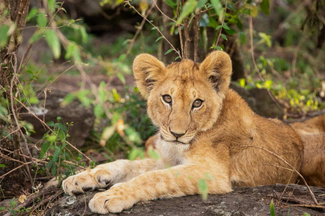 Lion Cub Resting