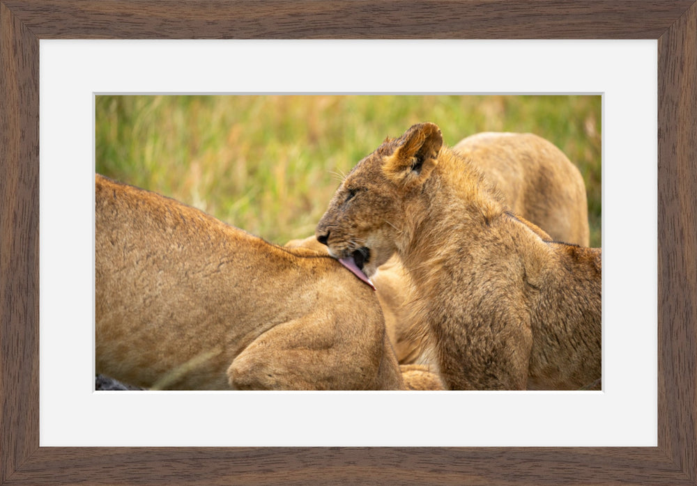 Lion cub in Masai Mara