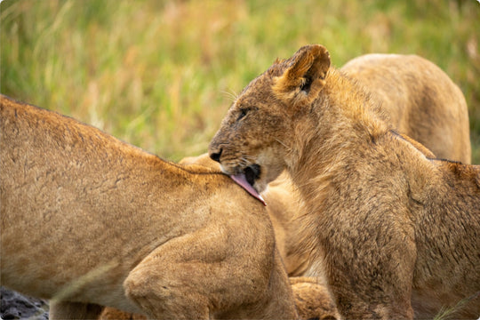Lion cub in Masai Mara