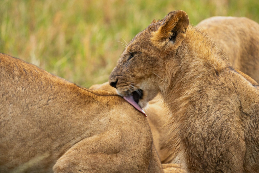 Lion cub in Masai Mara