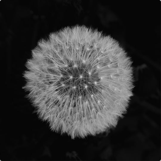 Make a Wish