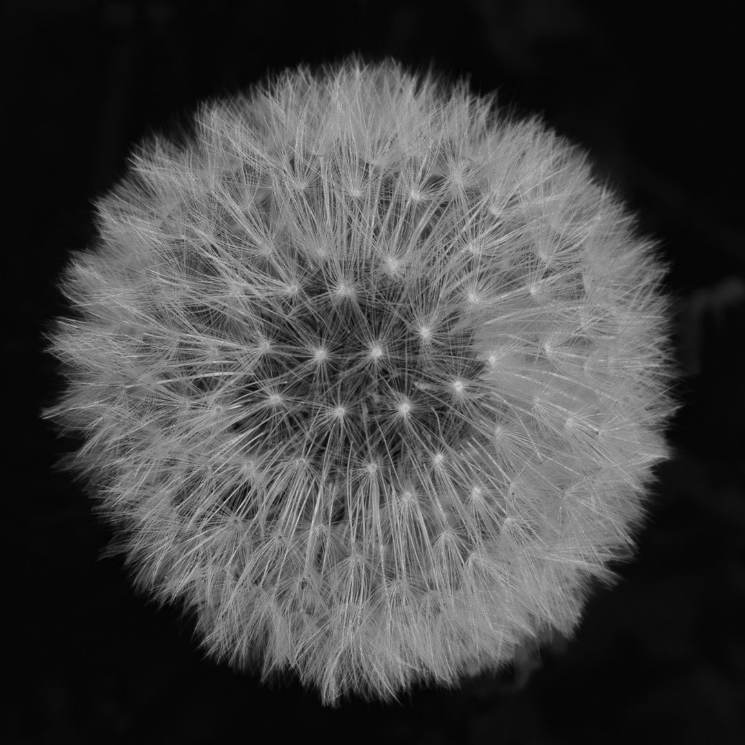 Make a Wish