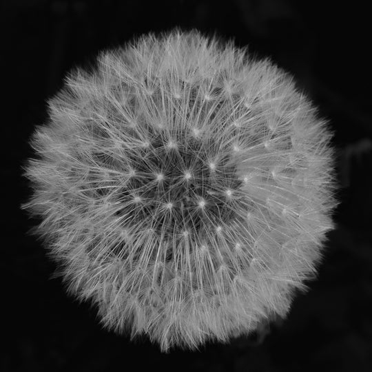 Make a Wish