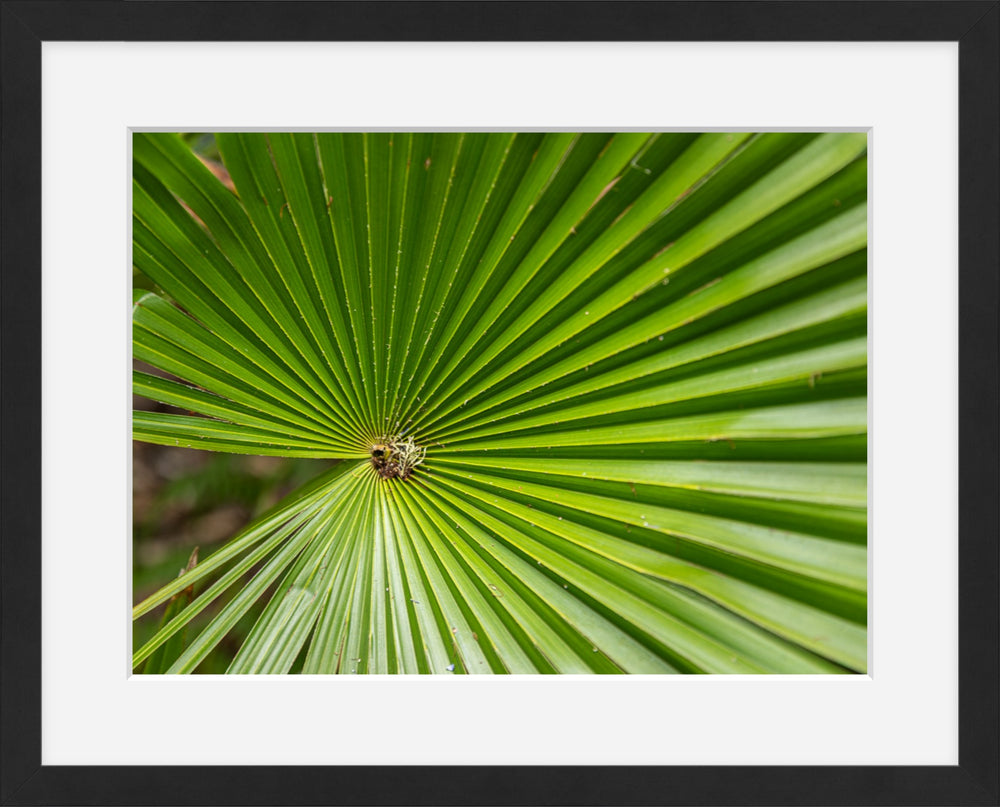 Palm leaf