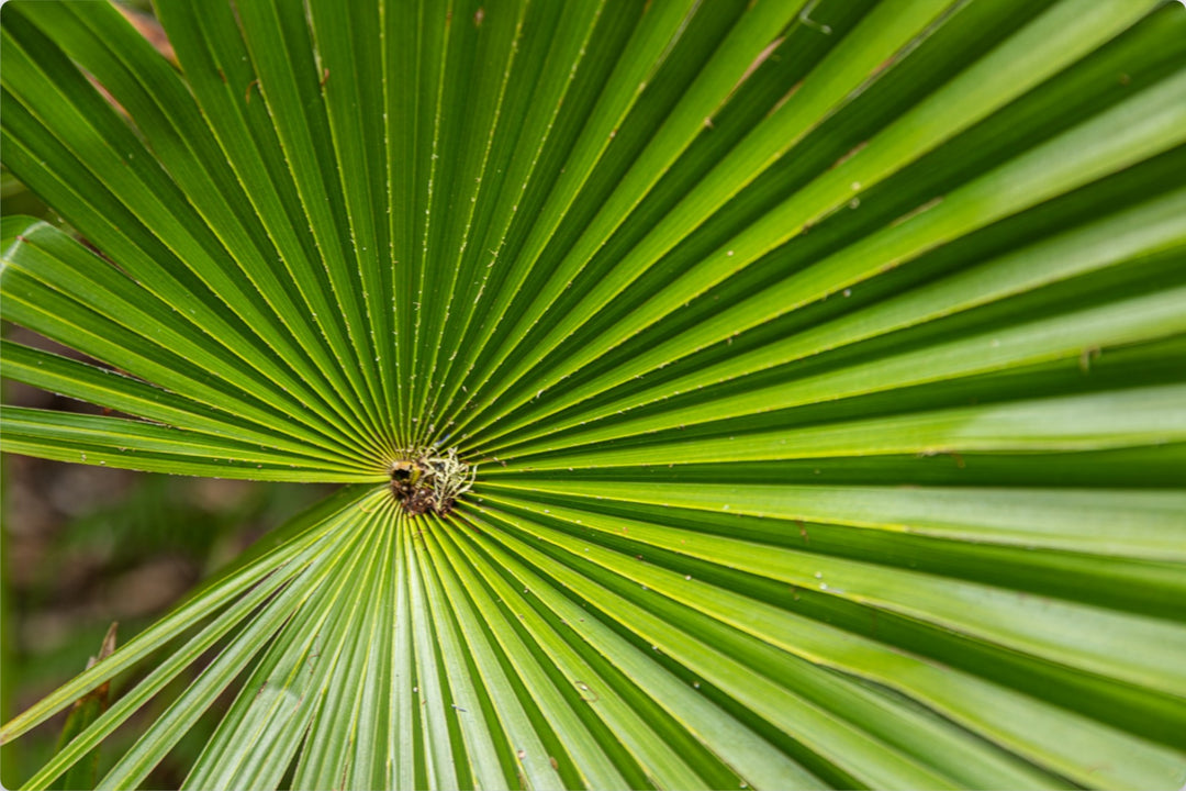 Palm leaf