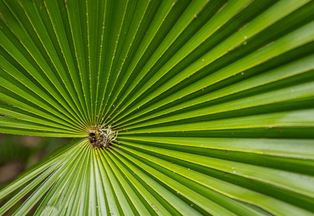 Palm leaf