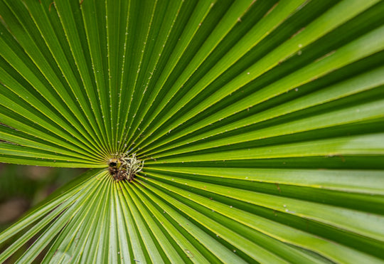 Palm leaf