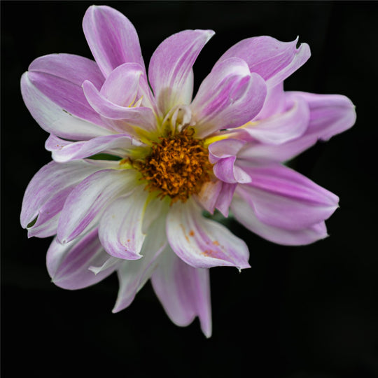 Pink Beauty