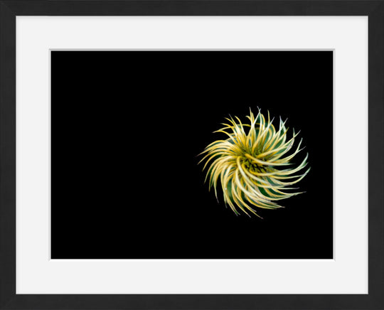 Pinwheel