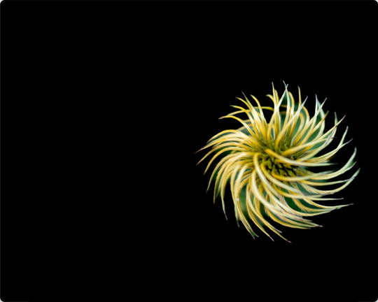 Pinwheel