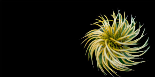 Pinwheel
