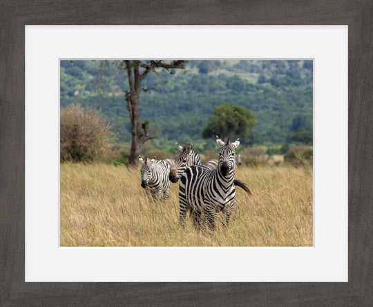 Plains Zebra in Masai Mara