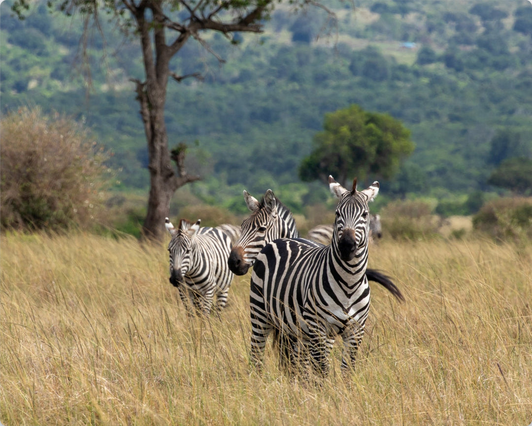 Plains Zebra in Masai Mara