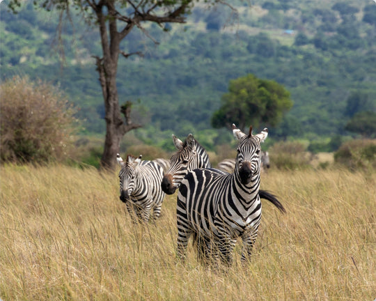 Plains Zebra in Masai Mara