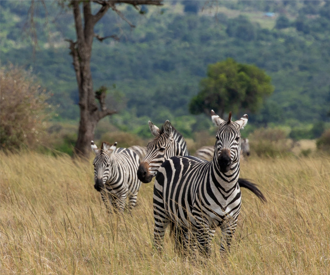 Plains Zebra in Masai Mara