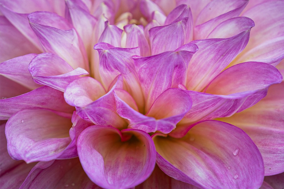 Pretty in Pink