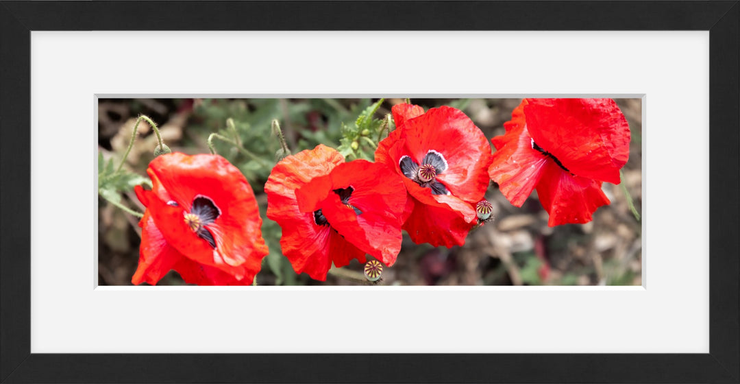 Red Poppies