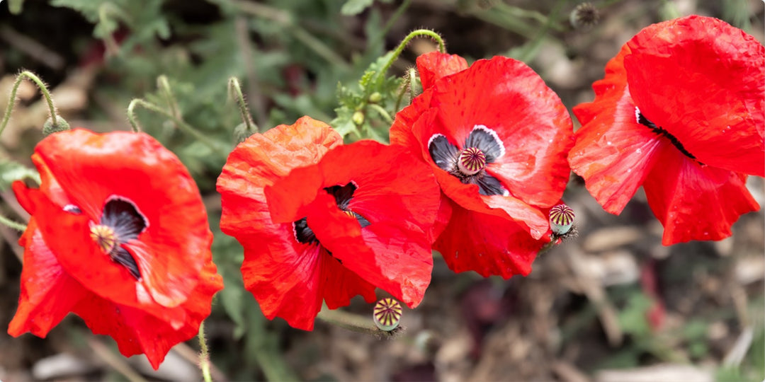 Red Poppies