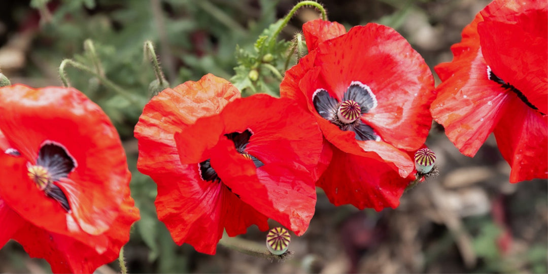 Red Poppies