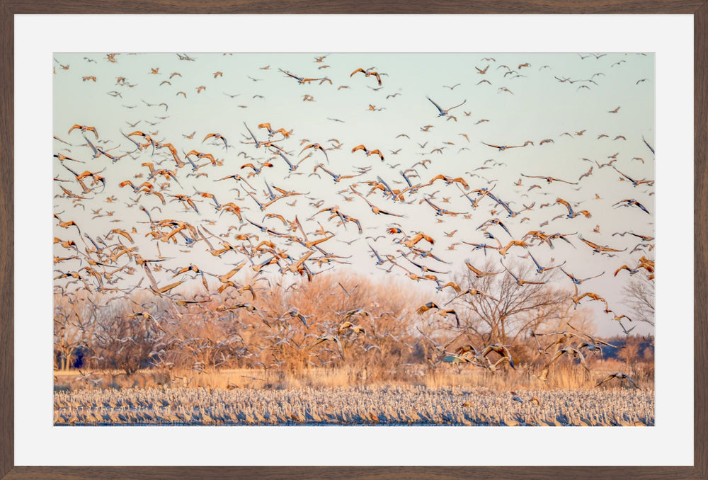 Sandhill Cranes at Sunrise