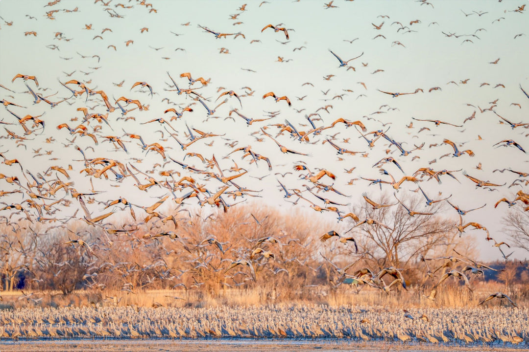 Sandhill Cranes at Sunrise