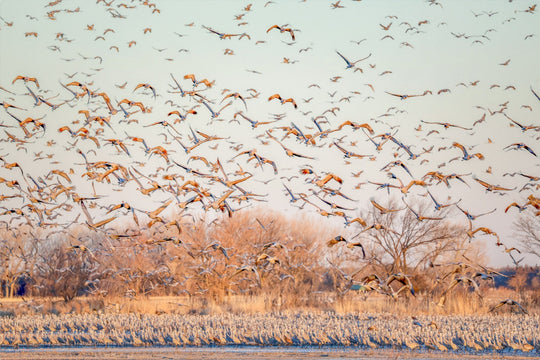 Sandhill Cranes at Sunrise